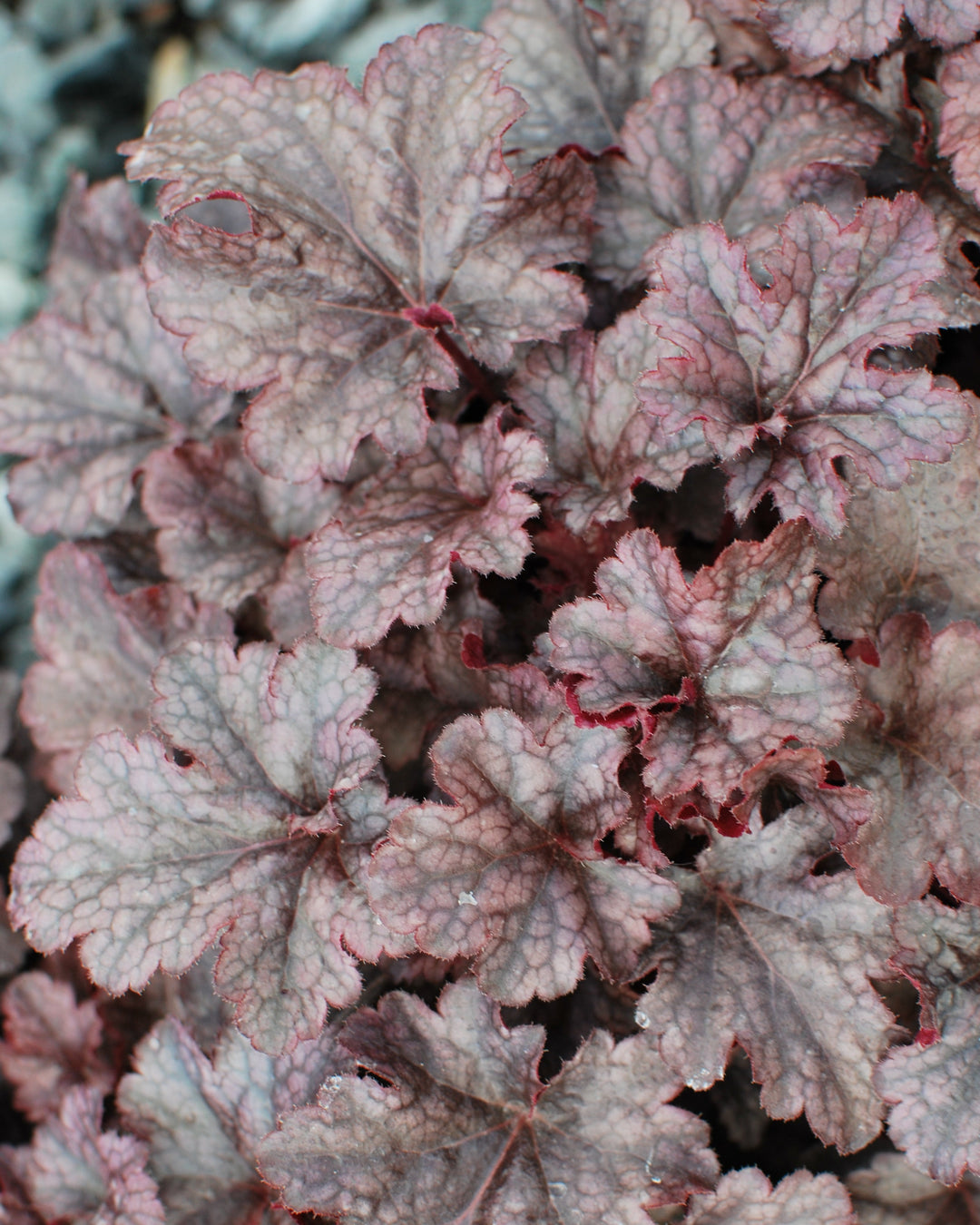 Heuchera x 'Plum Pudding' (Coral Bells)