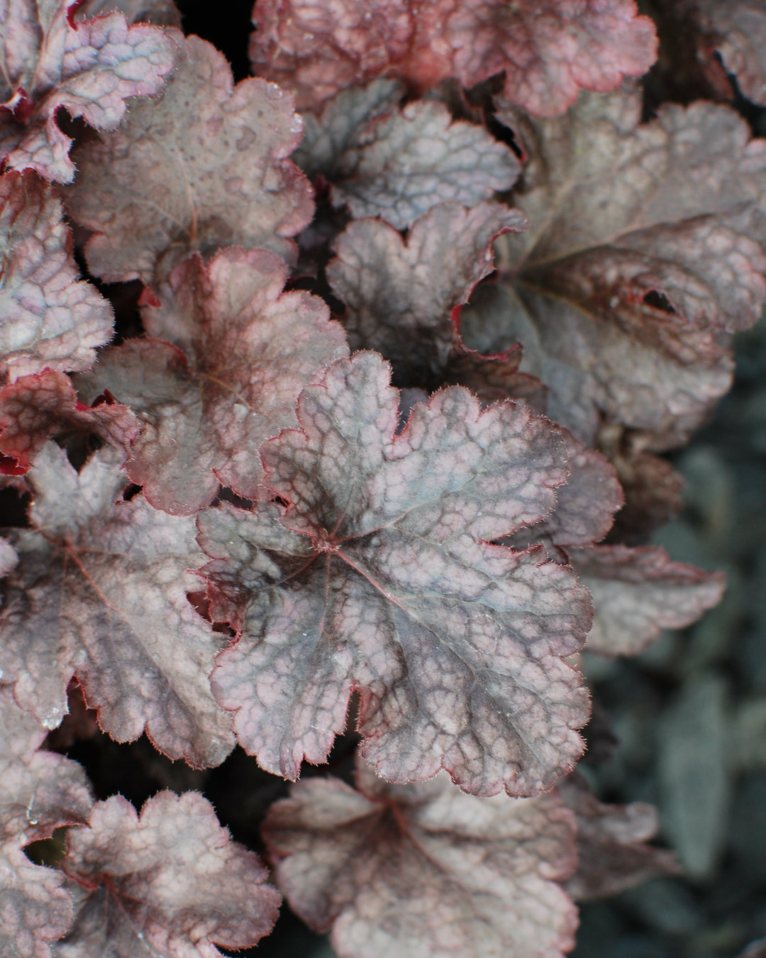 Heuchera x 'Plum Pudding' (Coral Bells)