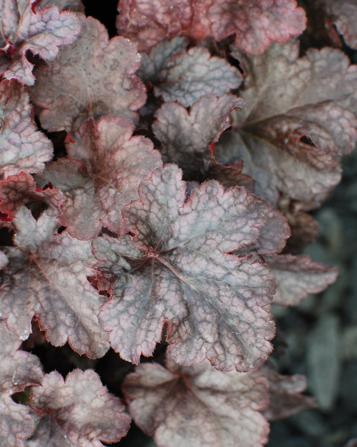 Heuchera x 'Plum Pudding' (Coral Bells)
