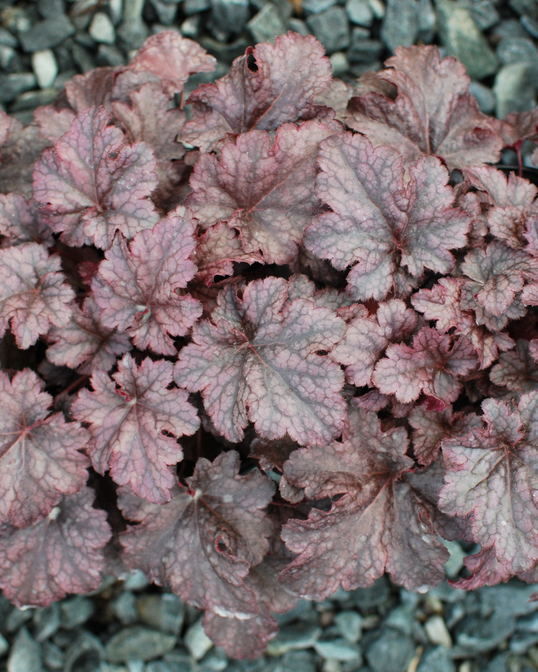 Heuchera x 'Plum Pudding' (Coral Bells)