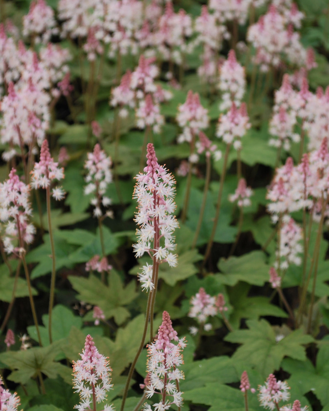 Tiarella cordifolia 'Oakleaf' (Foam Flower)