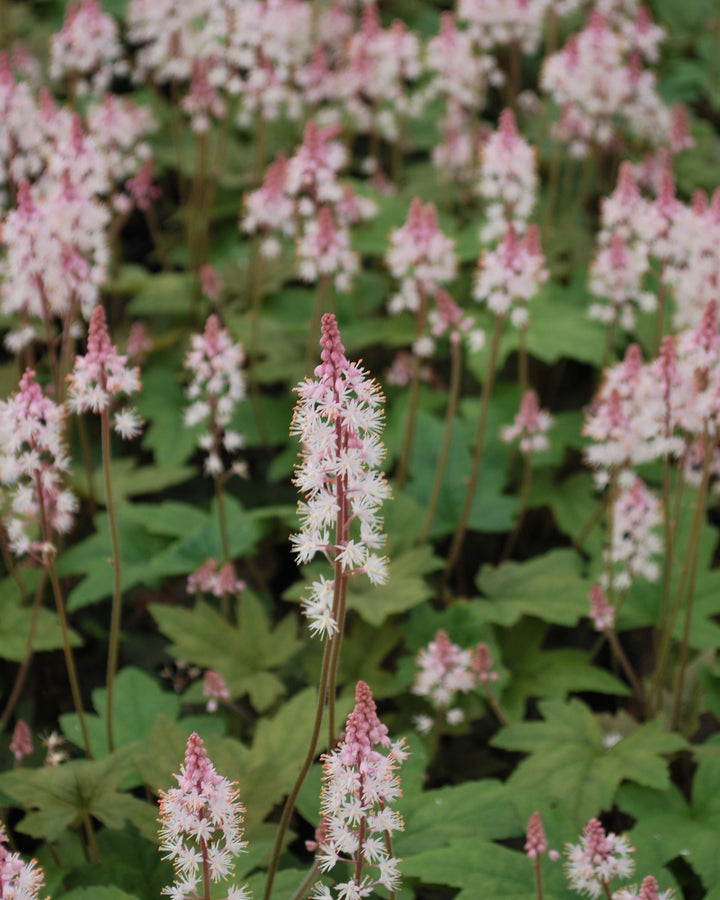 Tiarella cordifolia 'Oakleaf' (Foam Flower)