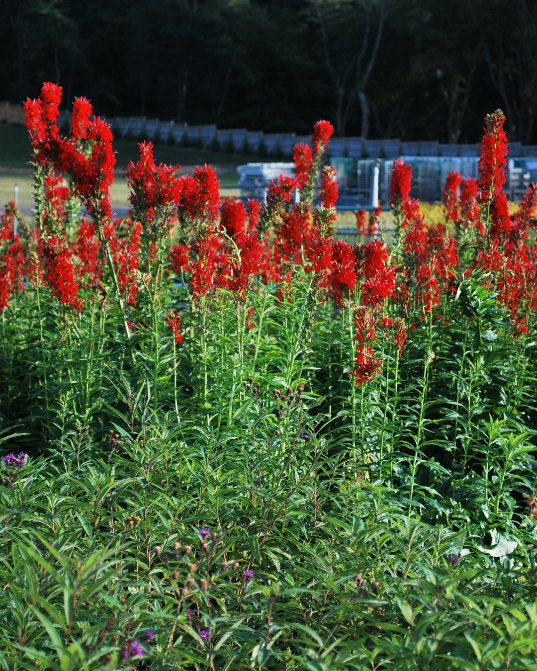 Lobelia cardinalis (Red Cardinal Flower)