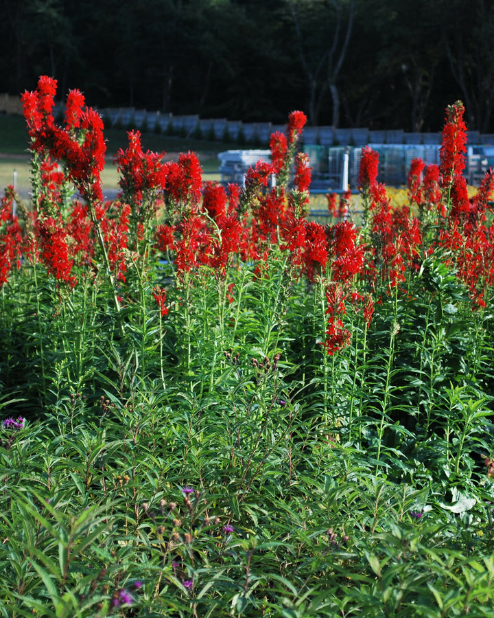 Lobelia cardinalis (Red Cardinal Flower)