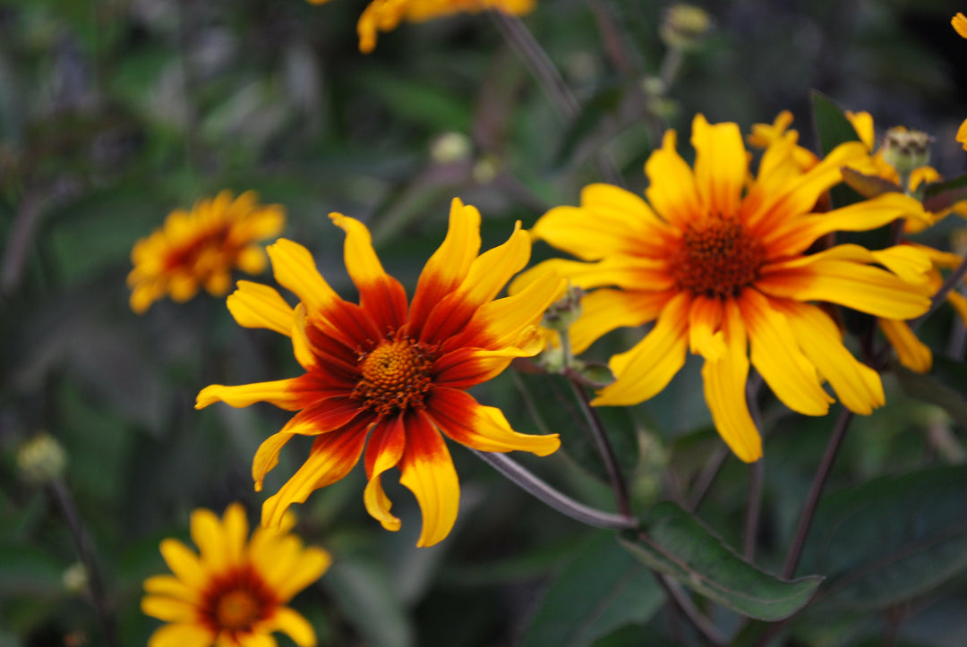 Heliopsis helianthoides var. scabra 'Burning Hearts' (False Sunflower)