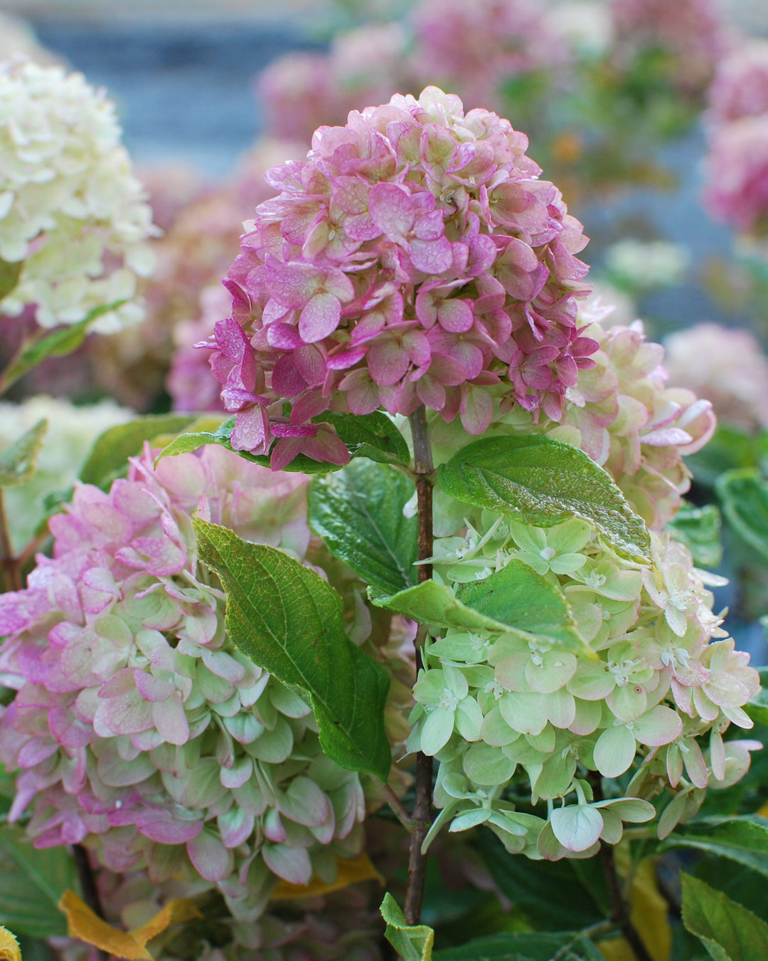 Hydrangea Paniculata Limelight Prime® (Panicle Hydrangea)