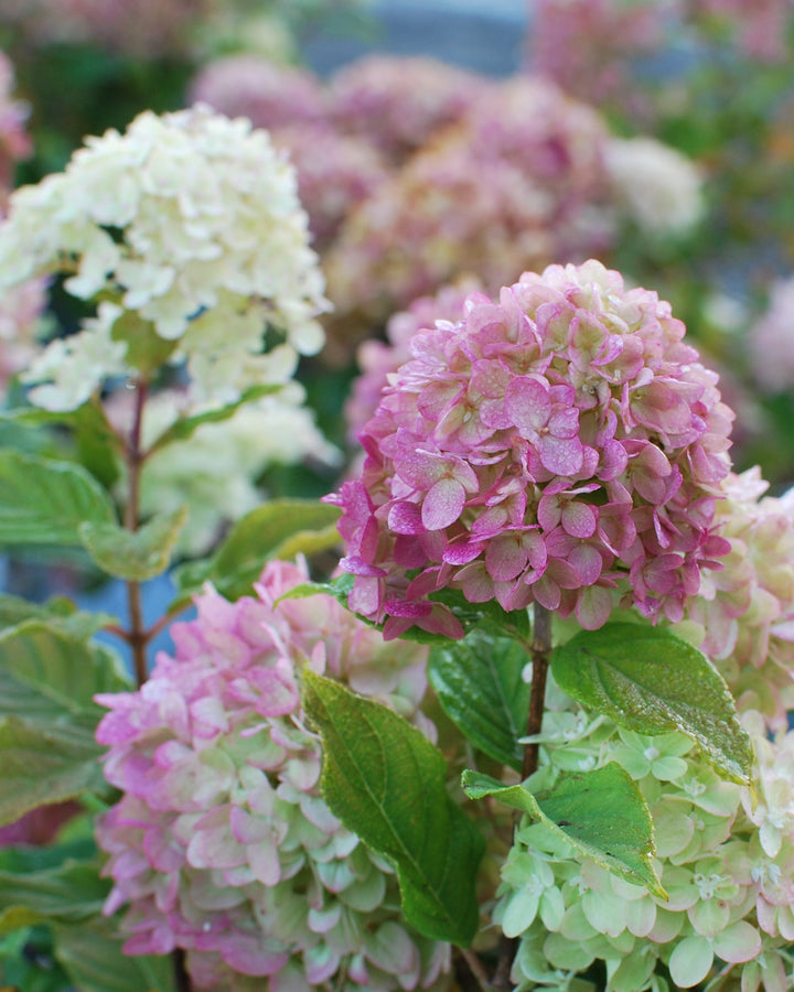 Hydrangea Paniculata Limelight Prime® (Panicle Hydrangea)