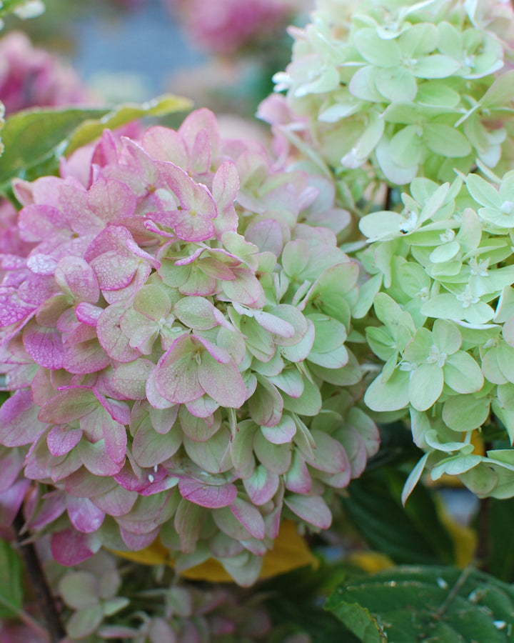 Hydrangea Paniculata Limelight Prime® (Panicle Hydrangea)