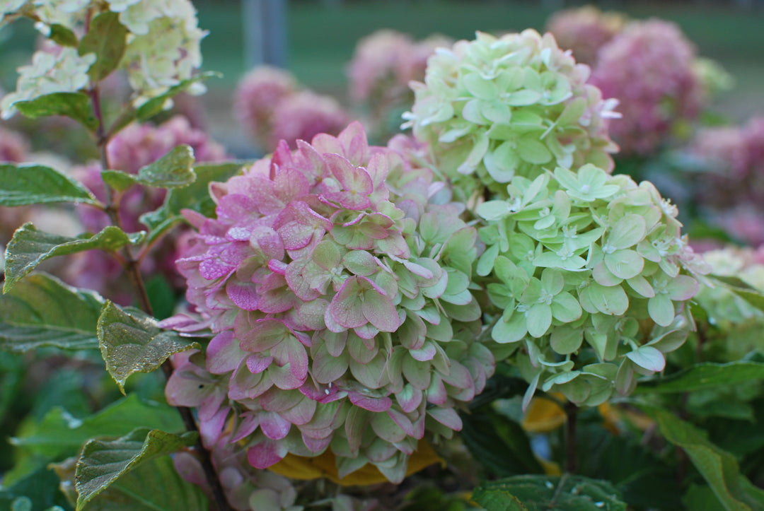 Hydrangea Paniculata Limelight Prime® (Panicle Hydrangea)