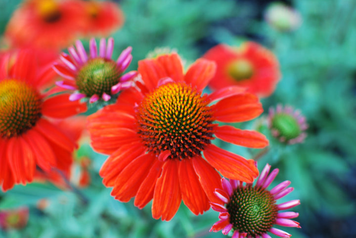 Echinacea x Kismet® Intense Orange (Coneflower)