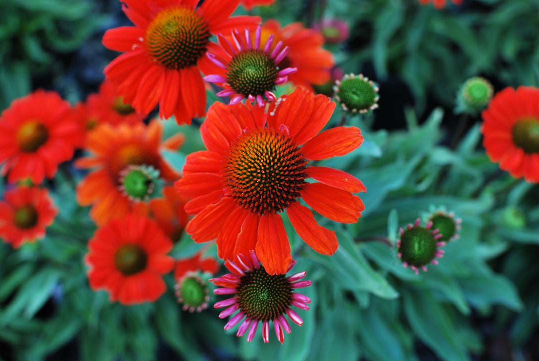 Echinacea x Kismet® Intense Orange (Coneflower)