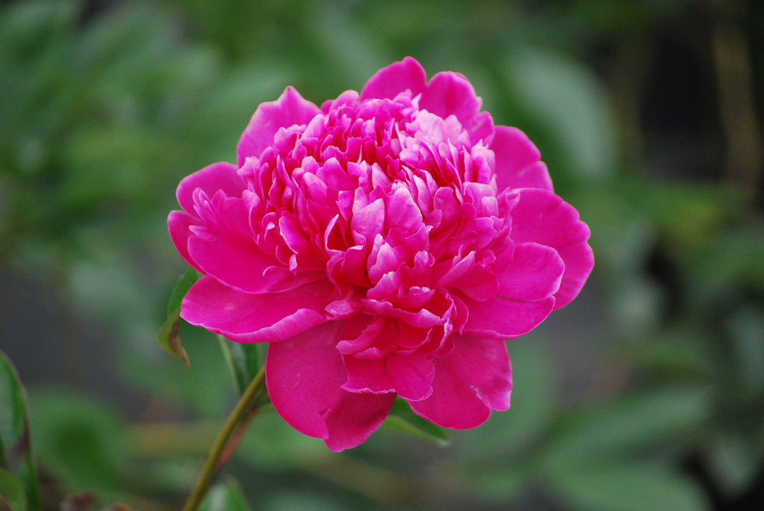 Paeonia lactiflora 'Felix Crousse' (Garden Peony)