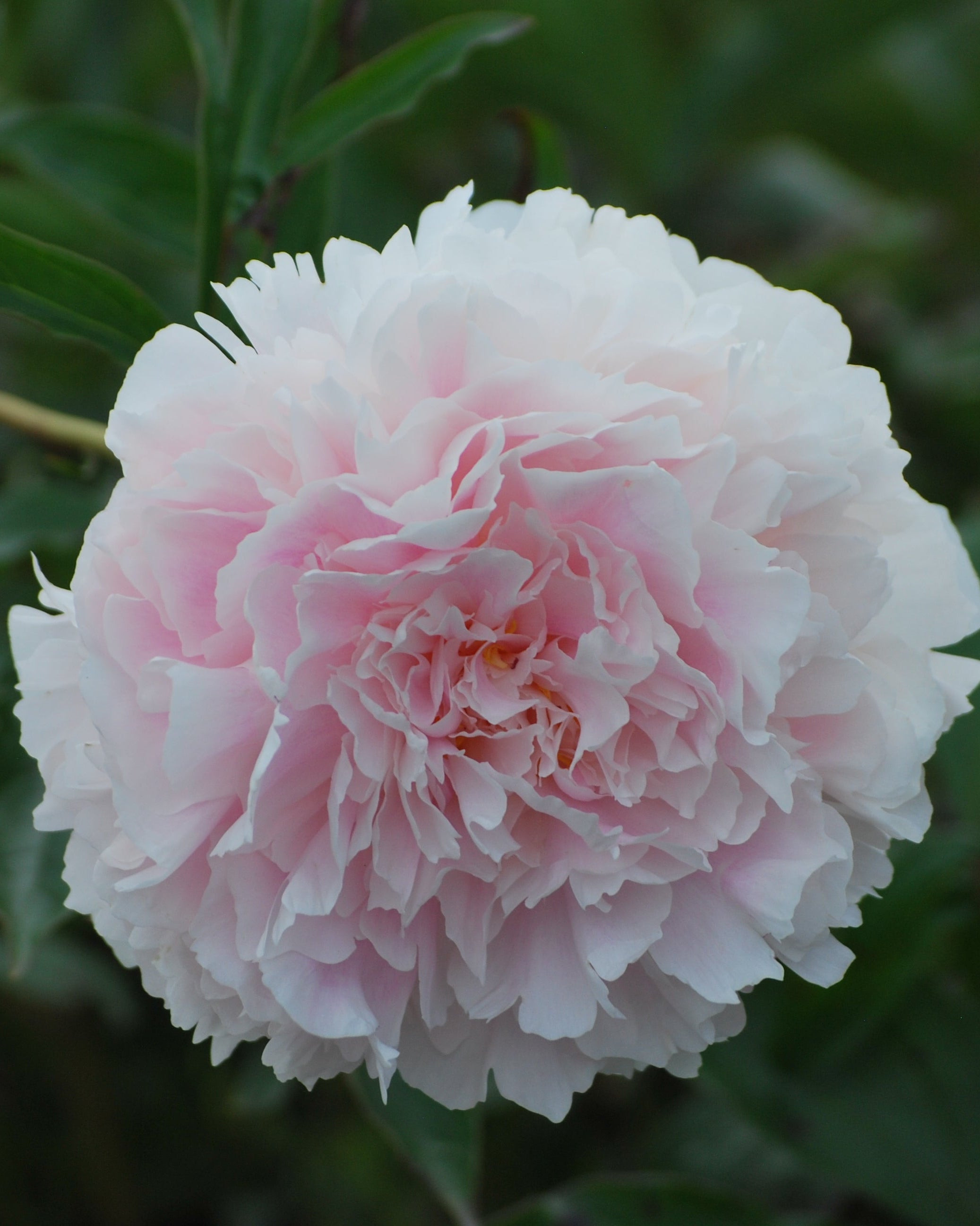 Paeonia lactiflora 'Sarah Bernhardt' (Garden Peony) – Perennial