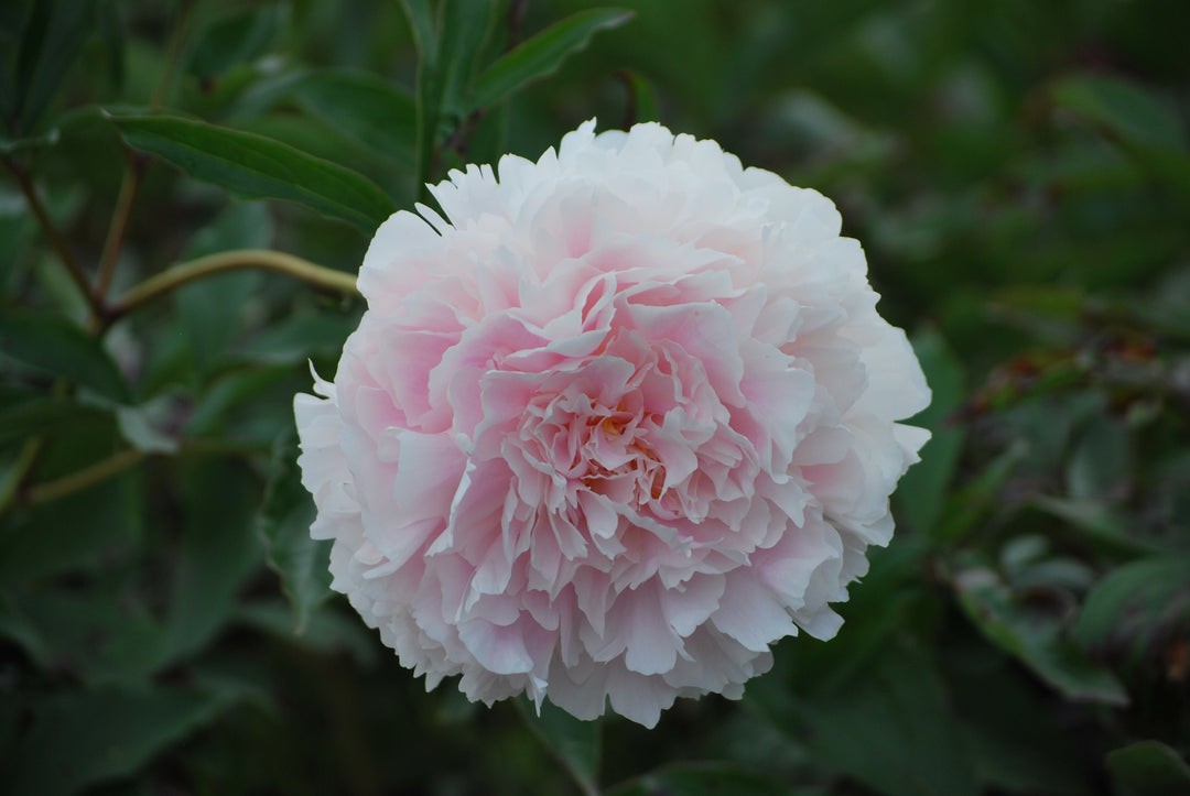 Paeonia lactiflora 'Sarah Bernhardt' (Garden Peony)