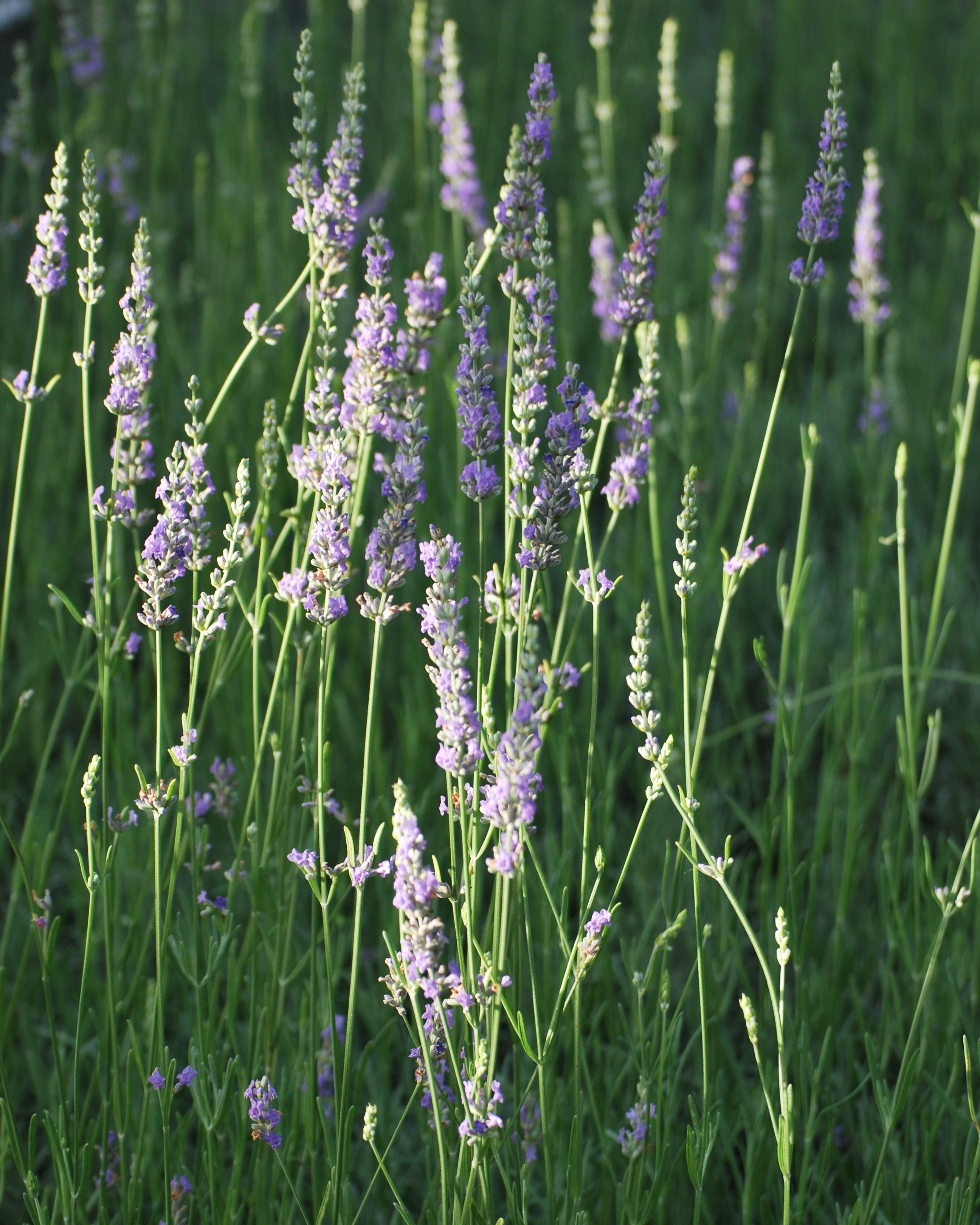 Lavandula x intermedia 'Grosso' (Fat-Spiked Lavender) – Perennial