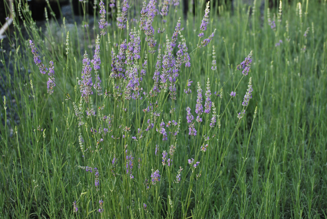 Lavandula x intermedia 'Grosso' (Fat-Spiked Lavender)
