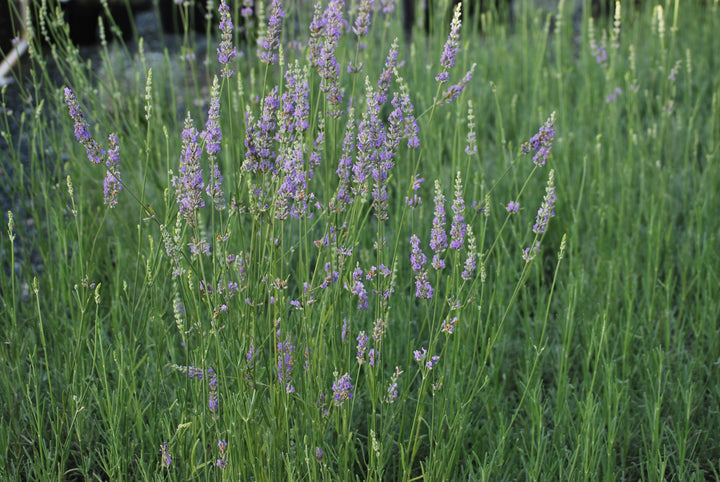 Lavandula x intermedia 'Grosso' (Fat-Spiked Lavender)