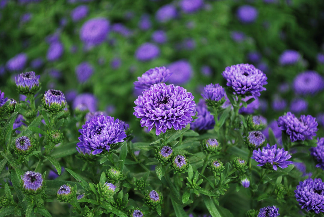 Aster Showmakers® 'Blue Bayou' (New York Aster)