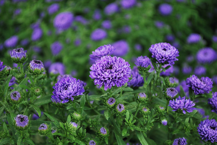 Aster Showmakers® 'Blue Bayou' (New York Aster)