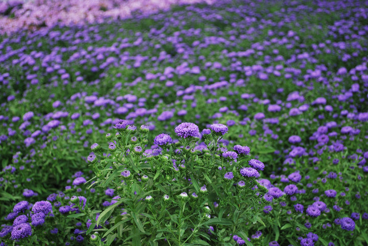 Aster Showmakers® 'Blue Bayou' (New York Aster)