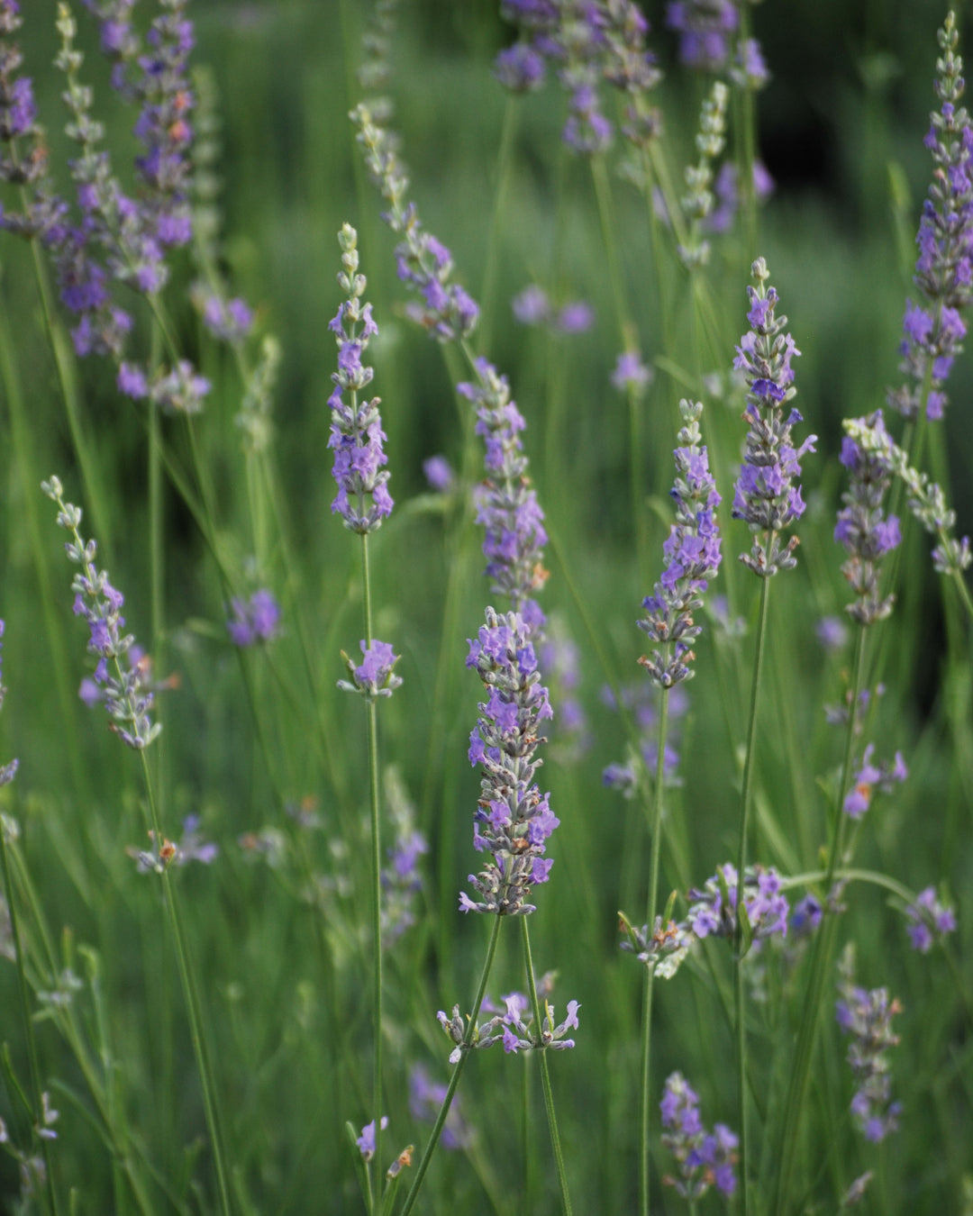 Lavandula x intermedia 'Grosso' (Fat-Spiked Lavender)