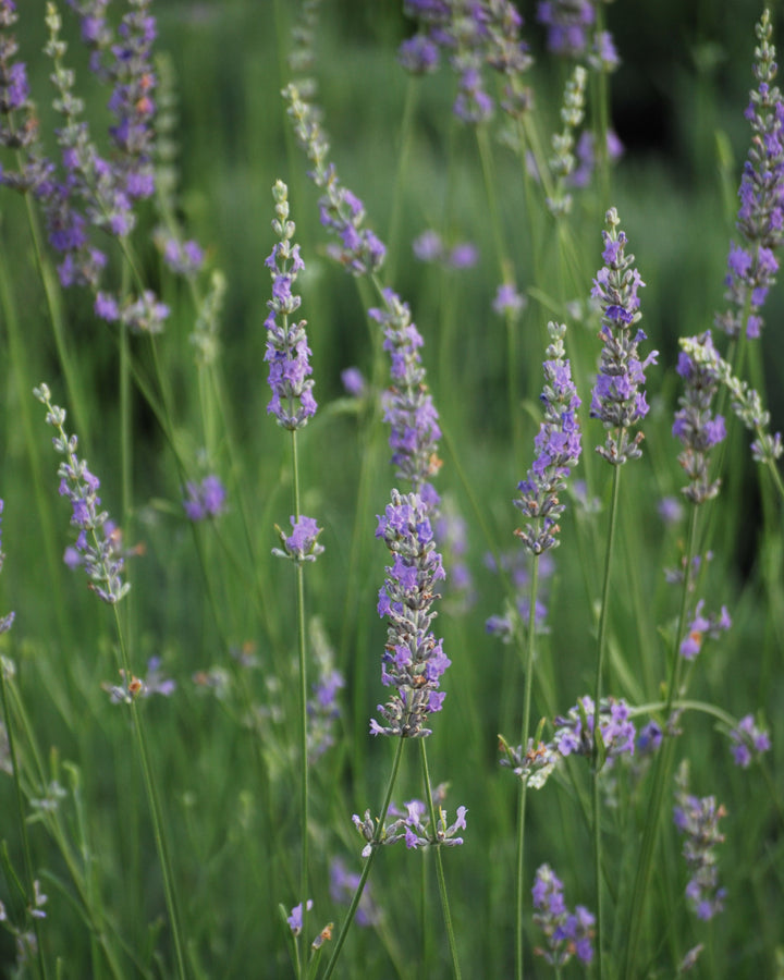 Lavandula x intermedia 'Grosso' (Fat-Spiked Lavender)