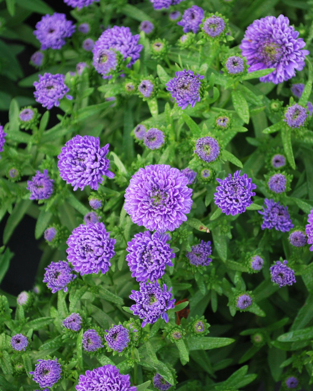 Aster Showmakers® 'Blue Bayou' (New York Aster)