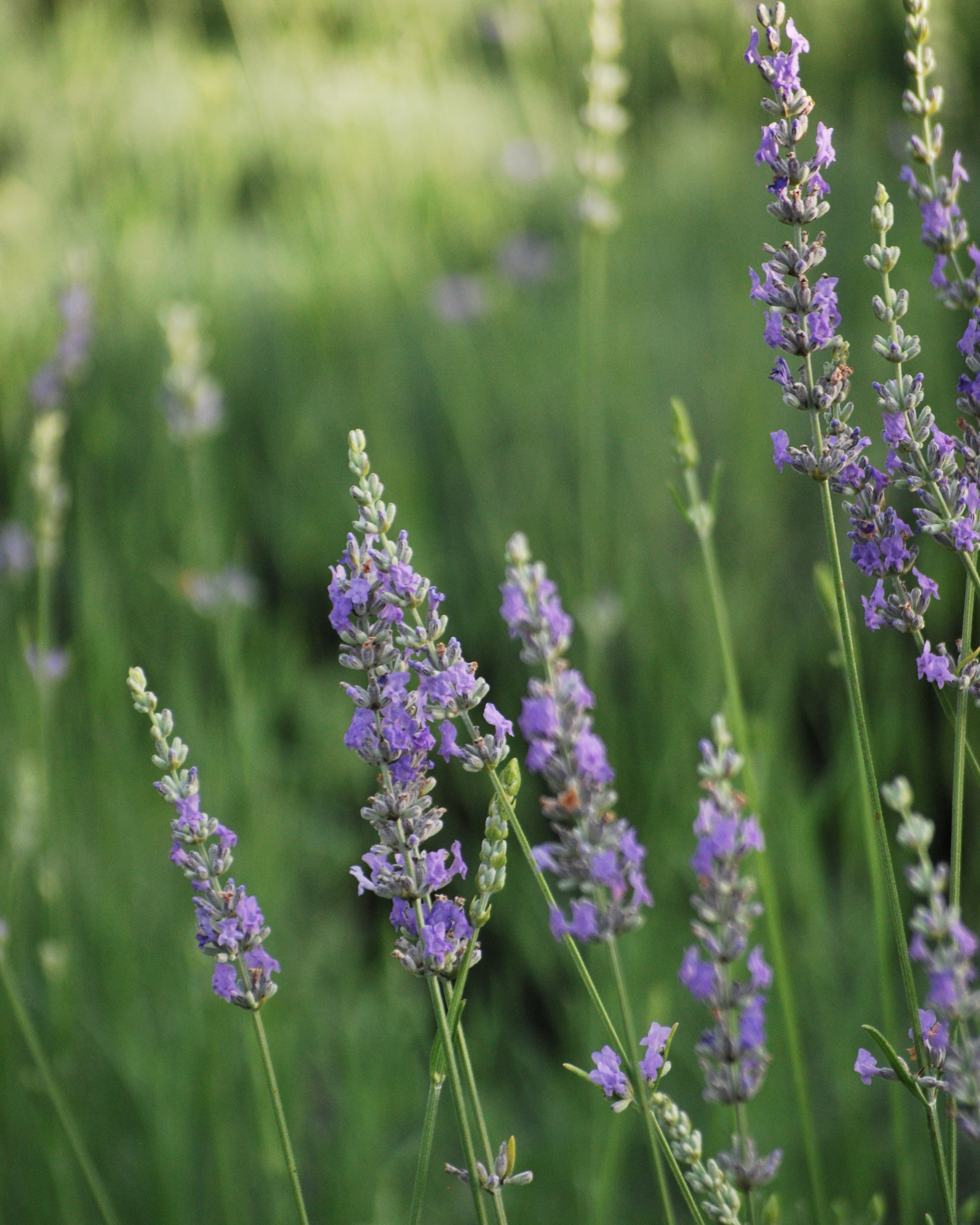 Lavandula x intermedia 'Grosso' (Fat-Spiked Lavender) – Perennial