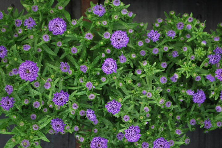 Aster Showmakers® 'Blue Bayou' (New York Aster)