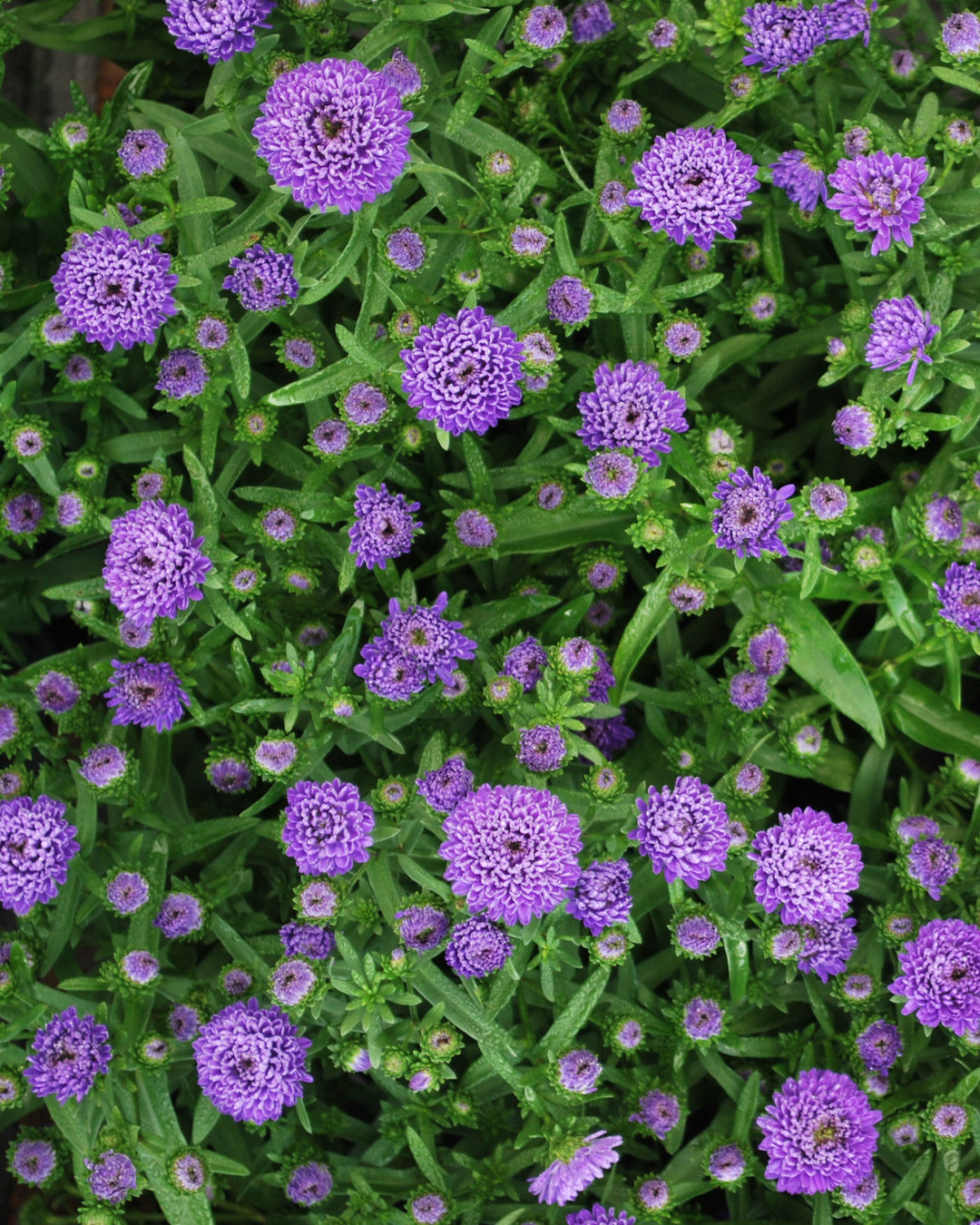 Aster Showmakers® 'Blue Bayou' (New York Aster)