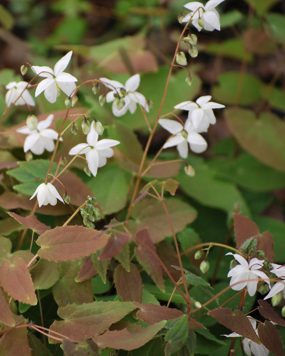 Epimedium x youngianum 'Niveum' (Barrenwort)