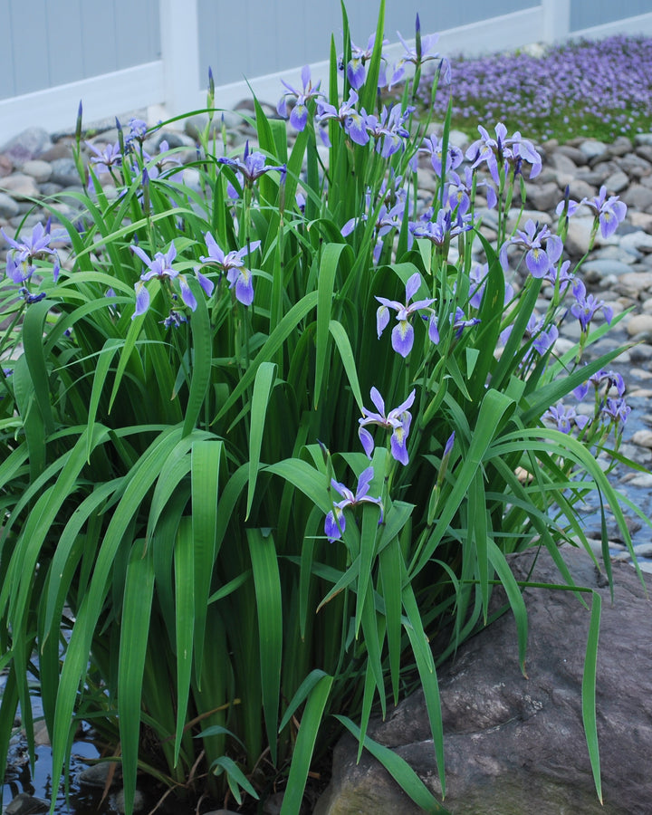 Iris versicolor (Blue Flag Iris, Wild Iris)