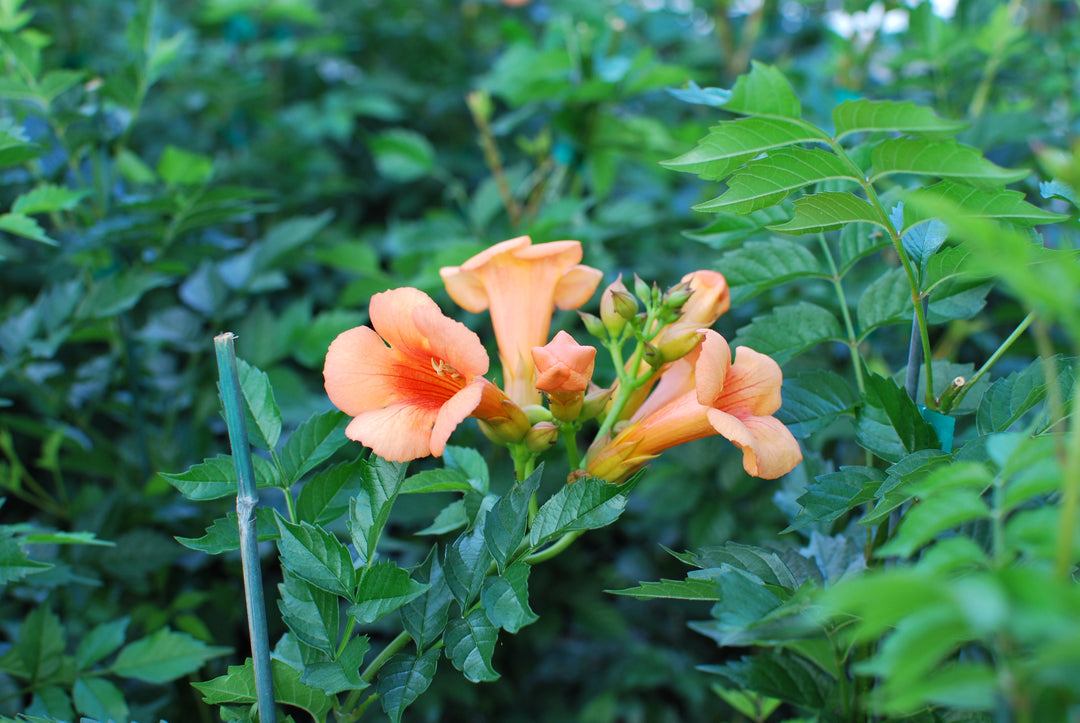 Campsis r. 'Indian Summer' (Trumpet creeper)