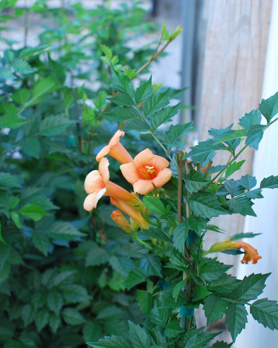 Campsis r. 'Indian Summer' (Trumpet creeper)