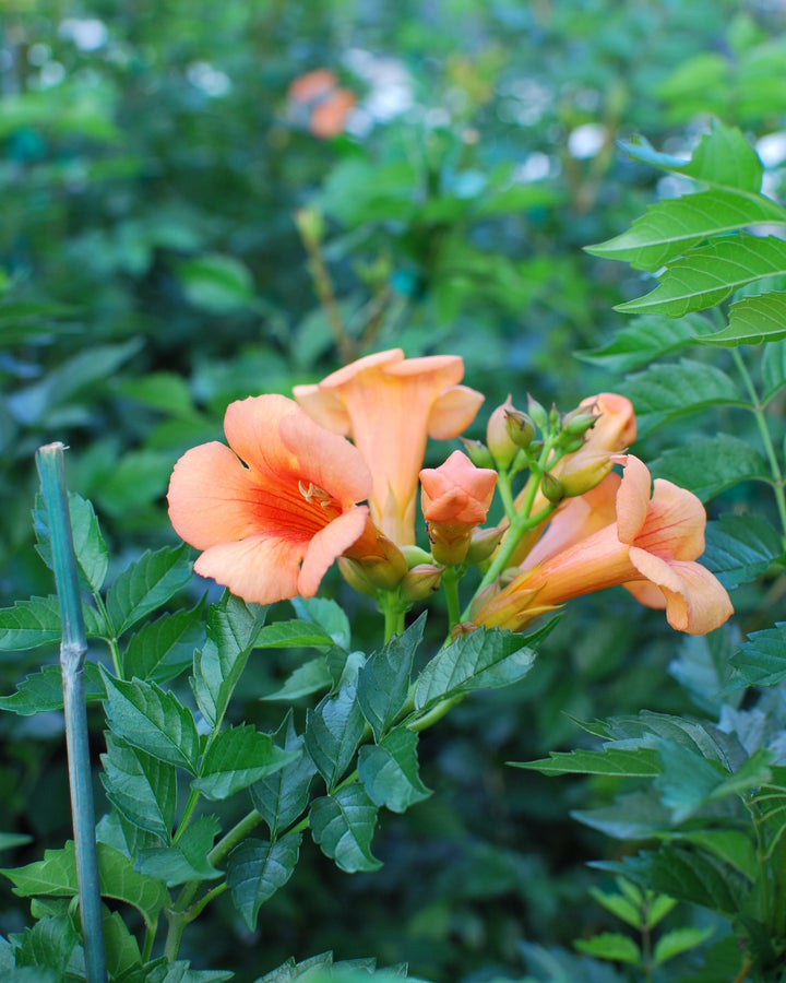 Campsis r. 'Indian Summer' (Trumpet creeper)