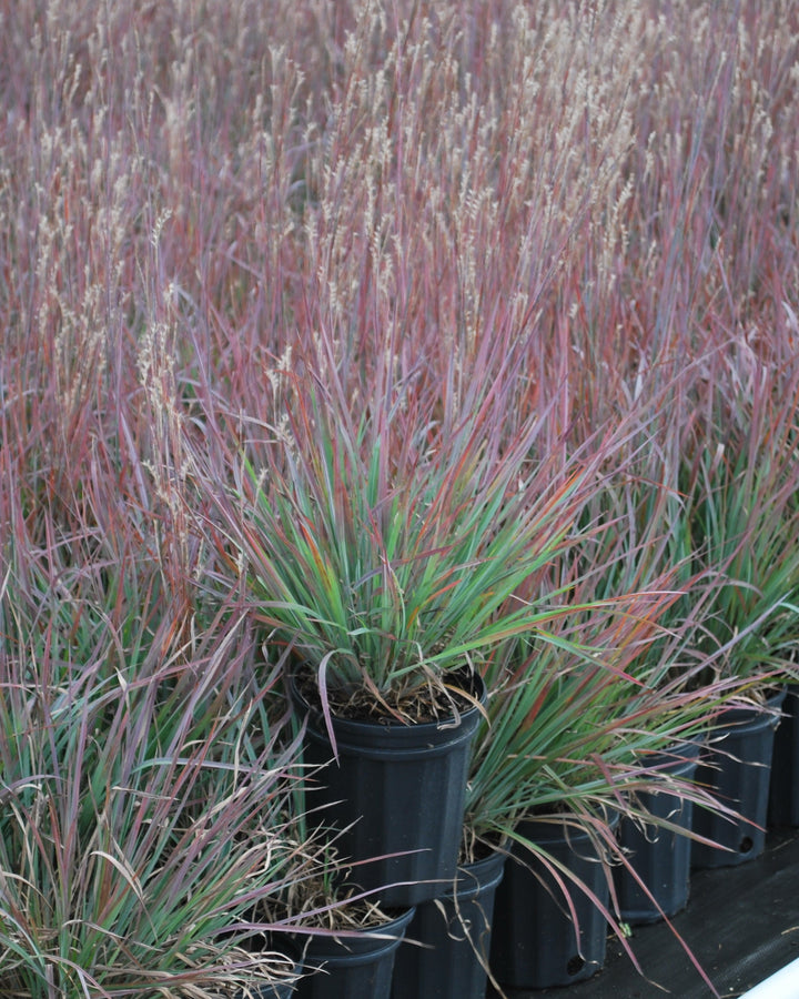 Schizachyrium s. 'Standing Ovation' (Little Bluestem)