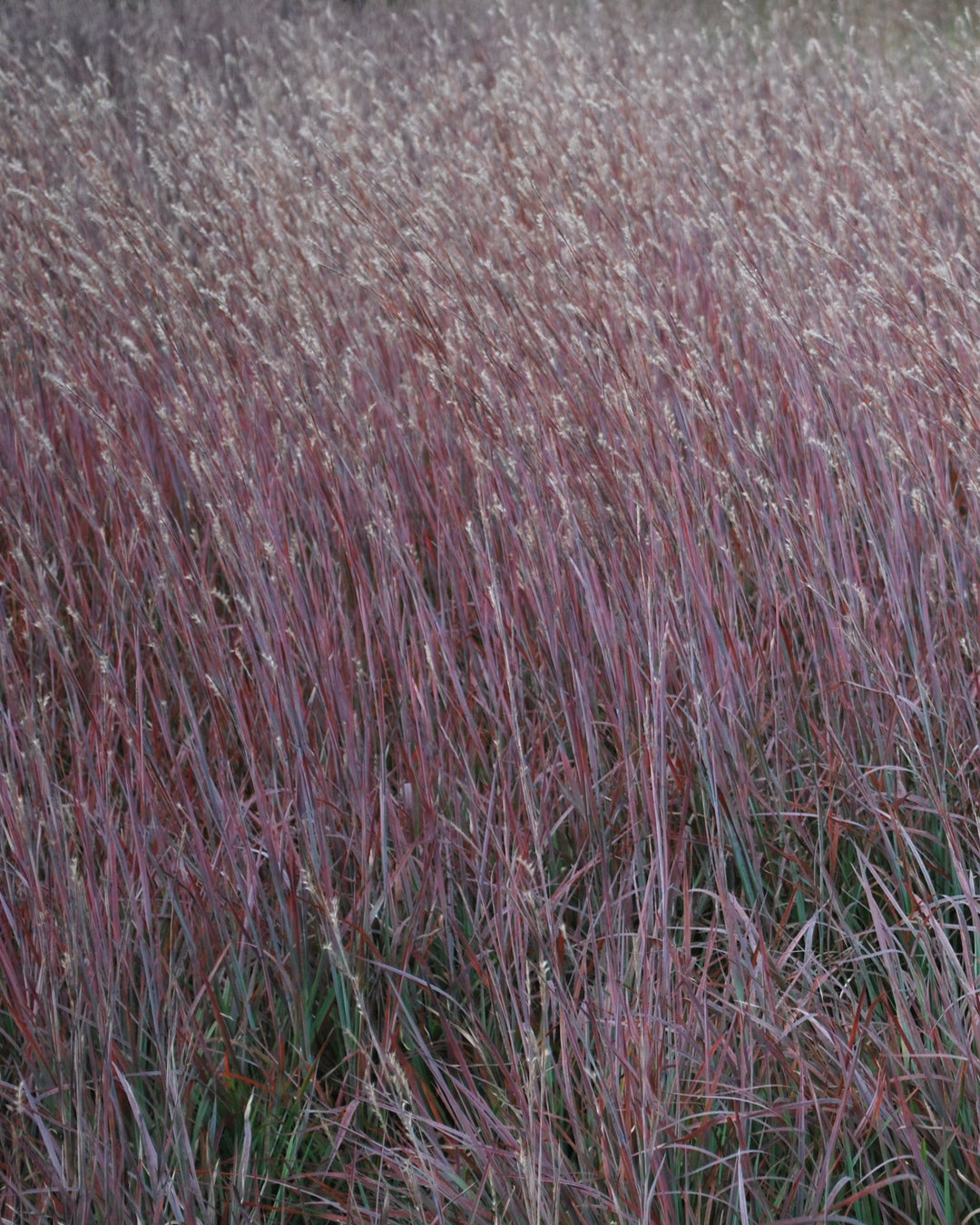 Schizachyrium s. 'Standing Ovation' (Little Bluestem)