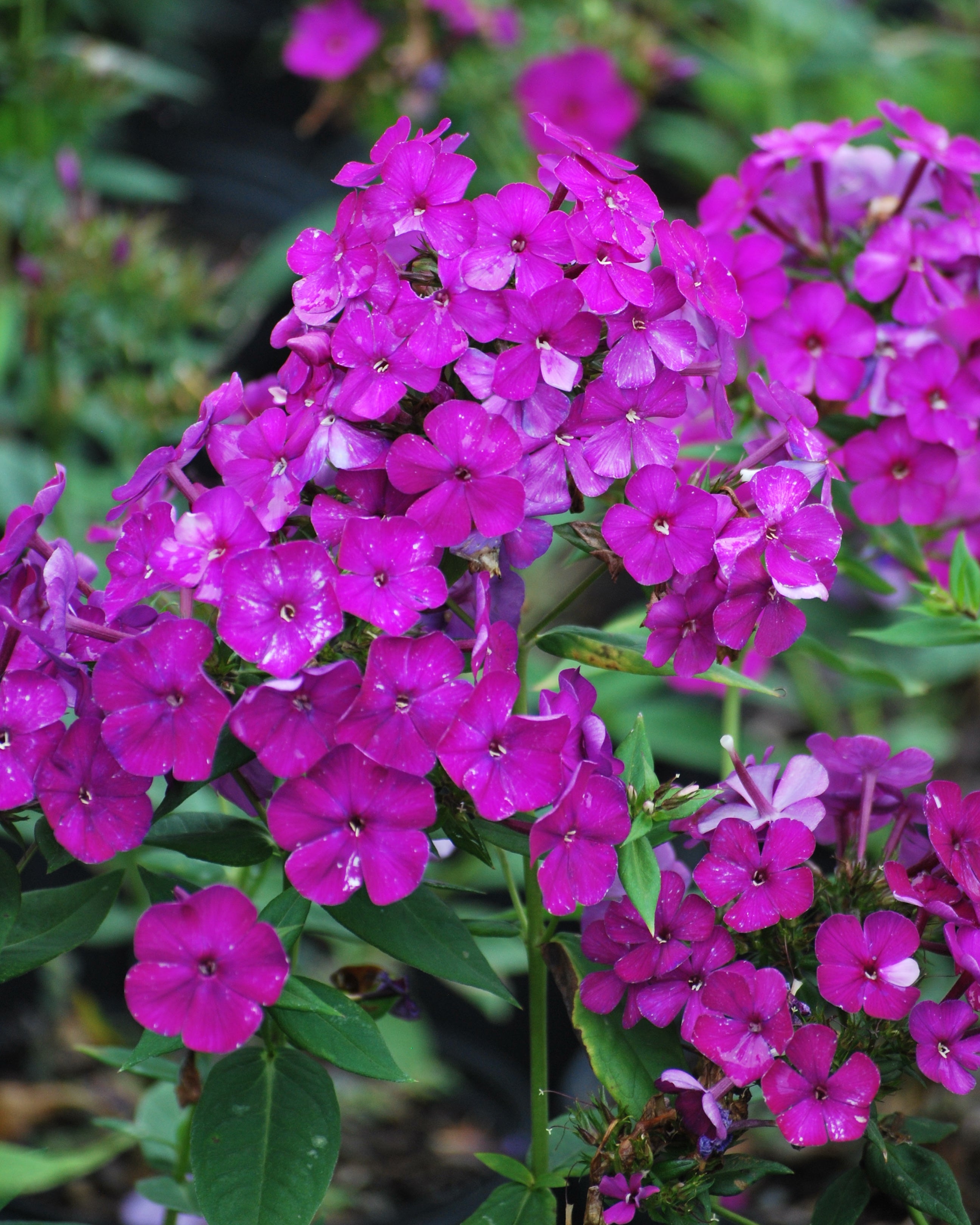 Phlox paniculata 'Nicky' (Summer Phlox) – Perennial Farm Marketplace