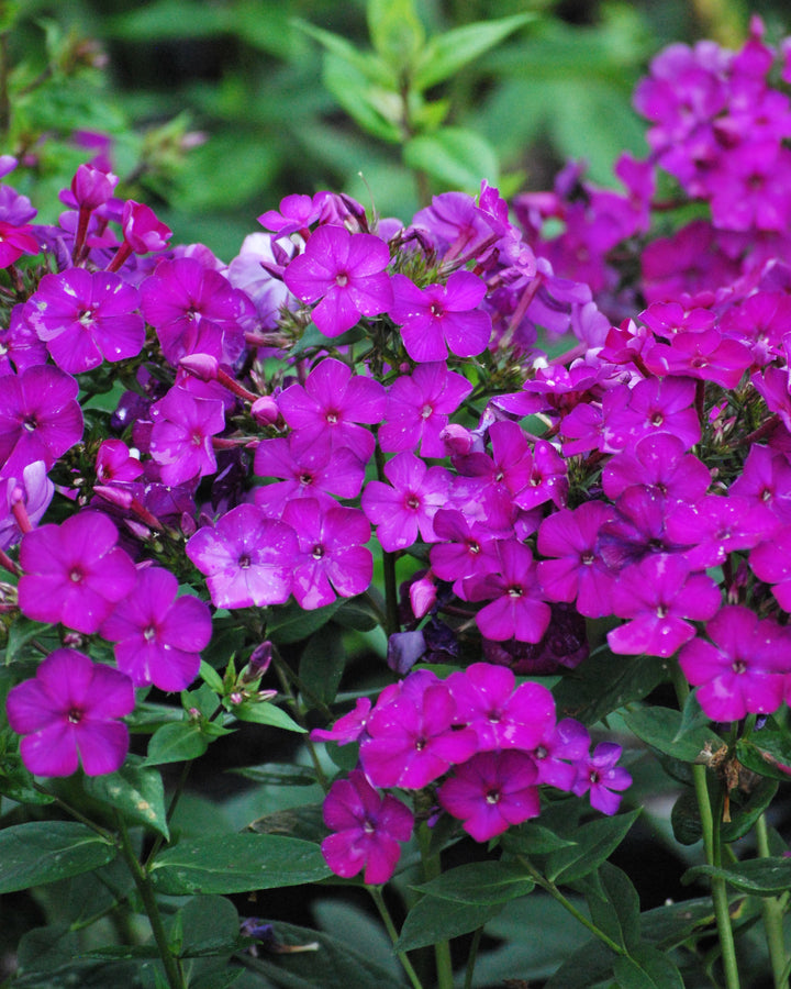 Phlox Paniculata Nicky Summer Phlox phlox-paniculata-nicky-summer-phlox
