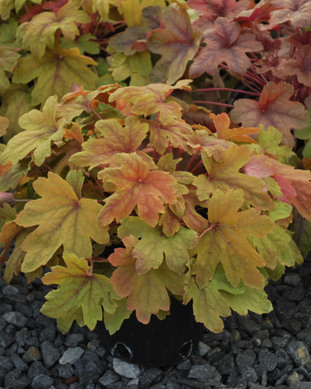 Heucherella 'Sweet Tea' (Foamy Bells)