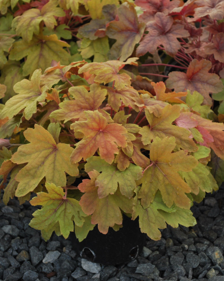 Heucherella 'Sweet Tea' (Foamy Bells)