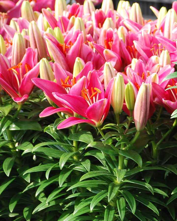 Lilium Lily Looks™ Tiny Pearl' (Dwarf Asiatic Hardy Lily)