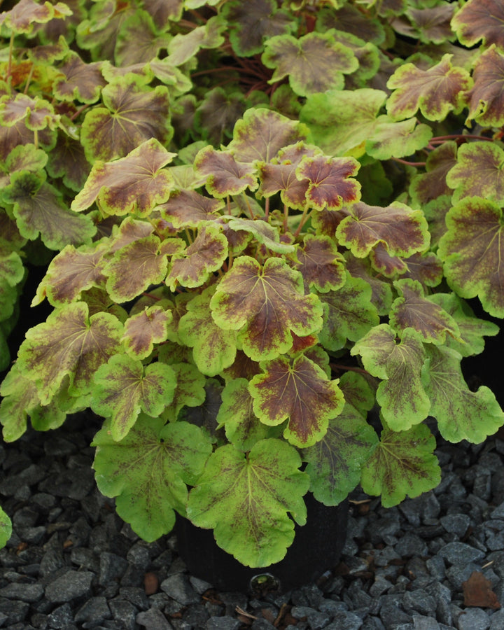Heucherella 'Solar Eclipse' (Foamy Bells)