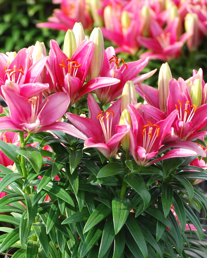 Lilium Lily Looks™ Tiny Pearl' (Dwarf Asiatic Hardy Lily)