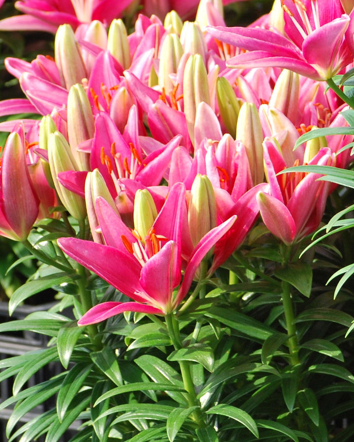 Lilium Lily Looks™ Tiny Pearl' (Dwarf Asiatic Hardy Lily)