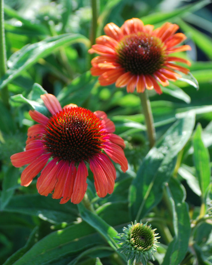 Echinacea x purpurea Butterfly™ 'Rainbow Marcella' (Coneflower)