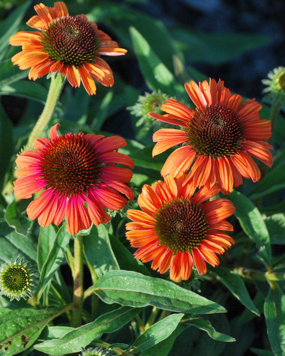 Echinacea x purpurea Butterfly™ 'Rainbow Marcella' (Coneflower)