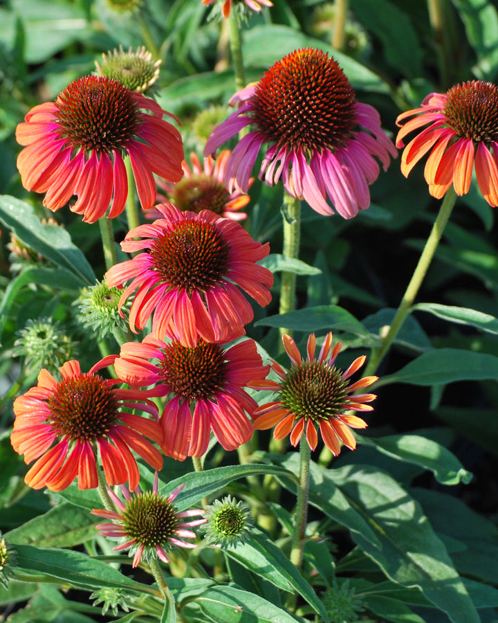 Echinacea x purpurea Butterfly™ 'Rainbow Marcella' (Coneflower)