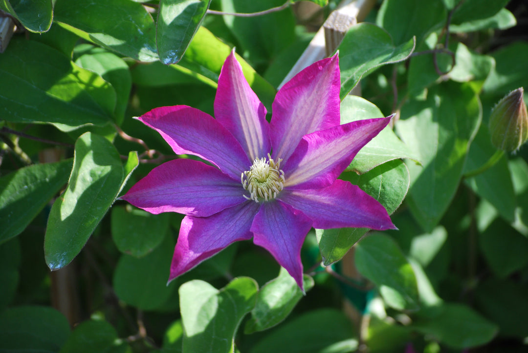 Clematis 'Pink Champagne' (Hybrid Clematis)