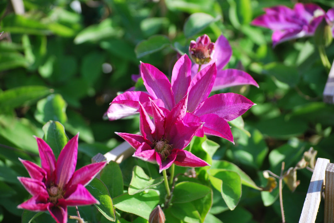 Clematis 'Pink Champagne' (Hybrid Clematis)